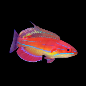 McCosker's Flasher Wrasse Paracheilinus Mccoskeri