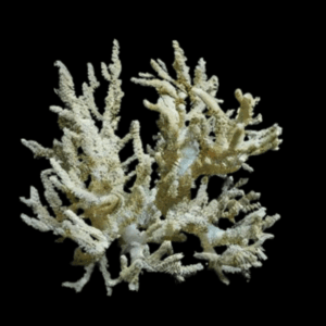 Medusa Soft Coral Sinularia Flexibilis