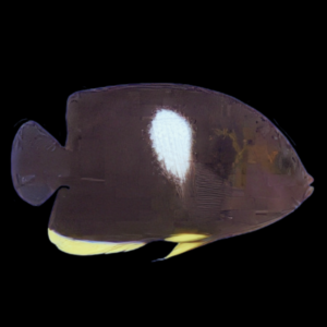 Melanesia Keyhole Dwarf Angelfish Centropyge Tibicen