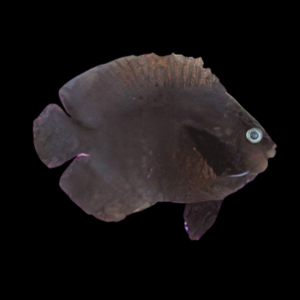 Melanesia Midnight Dwarf Angelfish Centropyge Nox