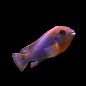 Pseudotropheus Melanochromis Brevis Malawi African Cichlid