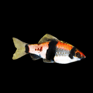 Melon Barb Haludaria Fasciata 4cm