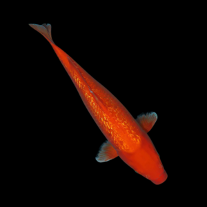Metallic Orange Grade A Koi Carp Cyprinus Carpio