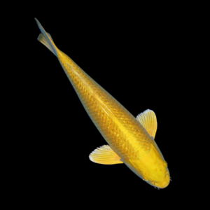 Metallic Gold Grade A Koi Carp Cyprinus Carpio