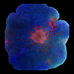 Metallic Blue Carpet Anemone Stichodactyla Haddoni