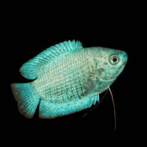 Metallic Blue Dwarf Gourami Trichogaster Lalius 5cm
