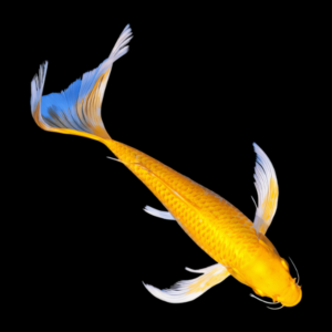 Metallic Gold Butterfly Classic Koi Carp Cyprinus Carpio
