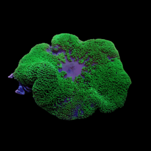 Metallic Green Carpet Stichodaqctyla Haddoni