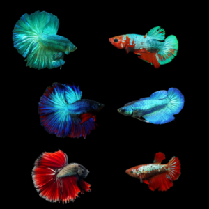 Metallic Half Moon Betta Assorted Pair's Male & Female 3cm