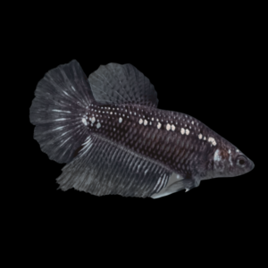 Metallic Half Moon Betta Female Black 3cm