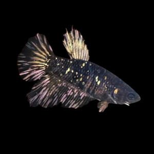 Metallic Half Moon Betta Female Black Base 3cm