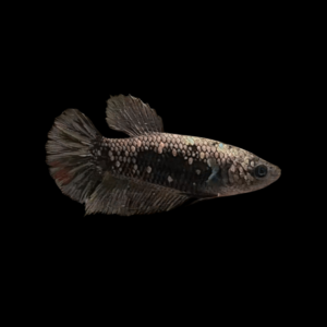 Metallic Half Moon Betta Female Copper 3cm