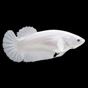Metallic Half Moon Betta Female Platinum 3cm