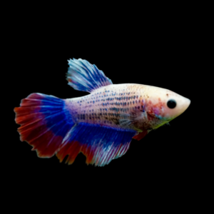 Metallic Half Moon Betta Female Tri Colour 3cm
