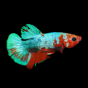 Metallic Half Moon Betta Female Turquoise Base 3cm