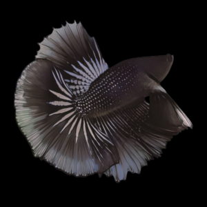 Metallic Half Moon Betta Male Black 3cm