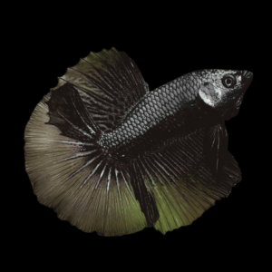 Metallic Half Moon Betta Male Black Base 3cm