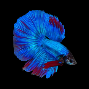 Metallic Half Moon Betta Male Blue Base 3cm