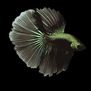 Metallic Half Moon Betta Male Green Base 3cm