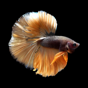 Metallic Half Moon Betta Male Orange Base 3cm
