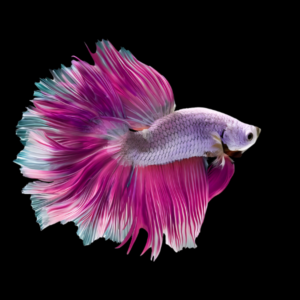 Metallic Half Moon Betta Male Purple Base 3cm