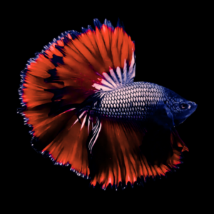 Metallic Half Moon Betta Male Red Base 3cm