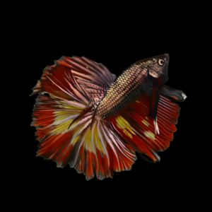 Metallic Half Moon Betta Male Tri Colour 3cm
