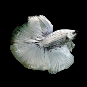 Metallic Half Moon Betta Male White Base 3cm