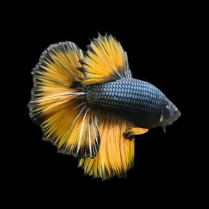 Metallic Half Moon Betta Male Yellow Base 3cm