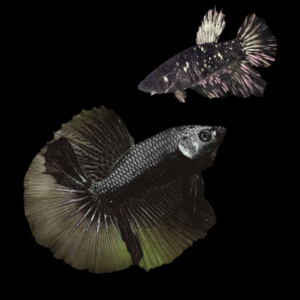 Metallic Half Moon Betta Pair Male & Female Black Base 3cm