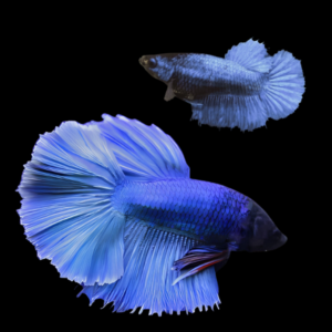 Metallic Half Moon Betta Pair Male & Female Blue 3cm