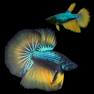 Metallic Half Moon Betta Pair Male & Female Mustard Gas 3cm