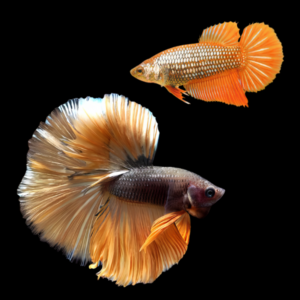 Metallic Half Moon Betta Pair Male & Female Orange Base 3cm