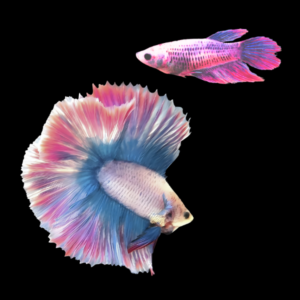 Metallic Half Moon Betta Pair Male & Female Pink Base 3cm