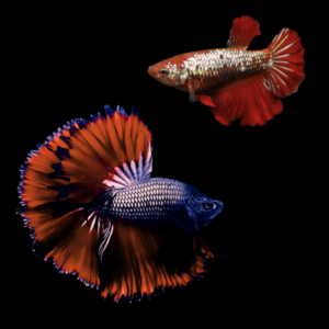 Metallic Half Moon Betta Pair Male & Female Red Base 3cm