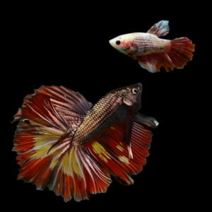 Metallic Half Moon Betta Pair Male & Female Tri Colour 3cm