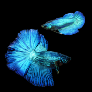 Metallic Half Moon Betta Pair Male & Female Turquoise 3cm