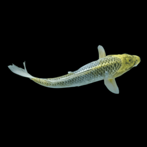 10 x Metallic Koi Carp Cyprinus Carpio