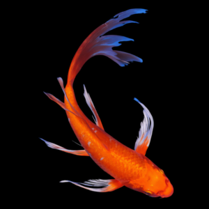 Metallic Orange Butterfly Classic Koi Carp Cyprinus Carpio