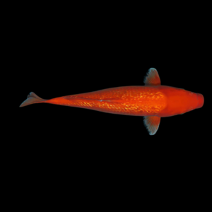 Metallic Orange Japanese Koi Carp Cyprinus Carpio