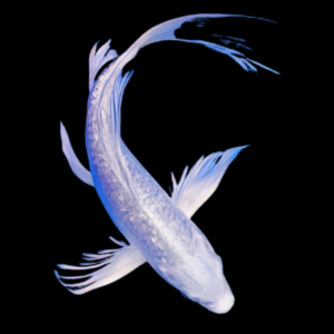 Metallic White Butterfly Classic Koi Carp Cyprinus Carpio