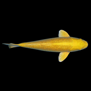 Metallic Gold Japanese Koi Carp Cyprinus Carpio