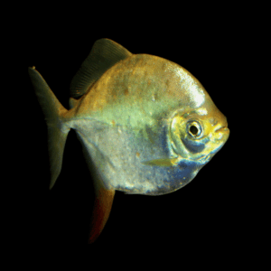 Metynnis Red Hook Myleus Rubripinnis 5cm