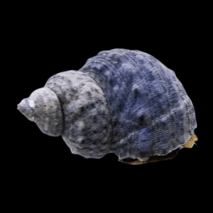 Mexican Turbo Snail Turbo Fluctuosa