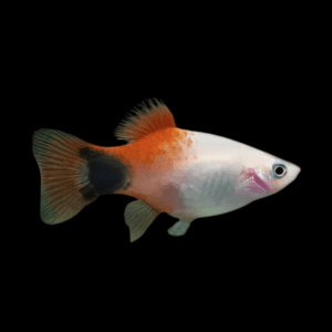 Mickey Mouse Santa Platy Xiphophorus Maculatus 3cm