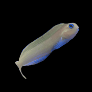 Midas Blenny Blue Ecsenius Midas