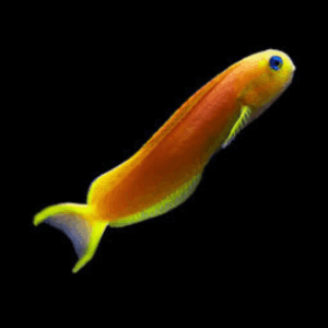 Midas Blenny Ecsenius Midas