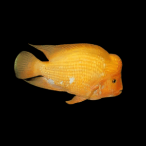 Midas Cichlid Amphilophus Citrinellus