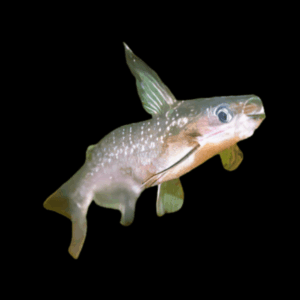 Midnight Catfish Auchenipterichthys Coracoideus 10cm