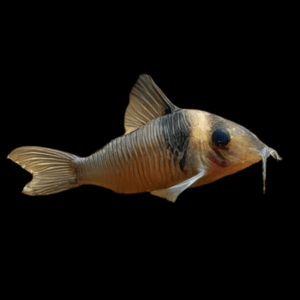 Miguelito Corydoras Virginiae 4cm Catfish